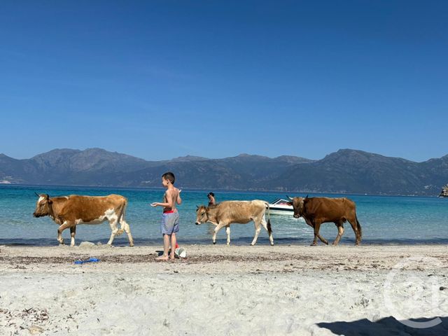 maison à vendre - 12 pièces - 438.96 m2 - ST FLORENT - 202 - CORSE - Century 21 Dary Immobilier