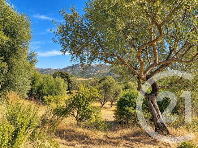 maison à vendre - 4 pièces - 107.75 m2 - VILLE DI PARASO - 202 - CORSE - Century 21 Dary Immobilier