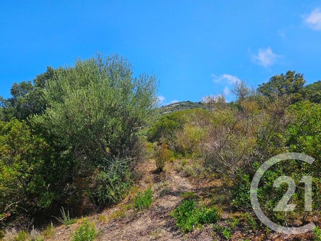 Appartement Studio à vendre - 1 pièce - 25.0 m2 - OLETTA - 202 - CORSE - Century 21 Dary Immobilier