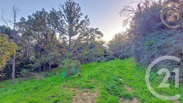 Afficher la photo en grand terrain à vendre - 1459.0 m2 - OLMI CAPPELLA - 202 - CORSE - Century 21 Dary Immobilier