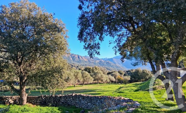 Maison à vendre MONTEGROSSO