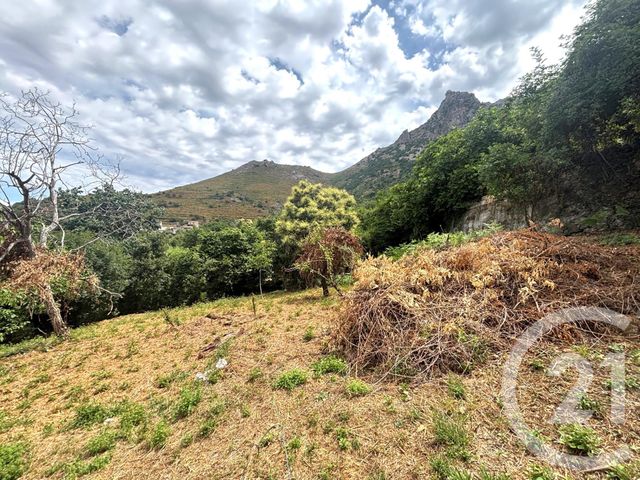 terrain à vendre - 1109.0 m2 - NESSA - 202 - CORSE - Century 21 Dary Immobilier