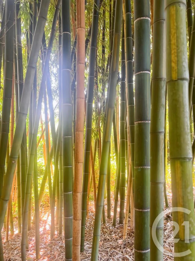 maison à vendre - 9 pièces - 240.0 m2 - OCCHIATANA - 202 - CORSE - Century 21 Dary Immobilier