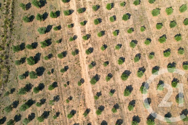 maison à vendre - 6 pièces - 210.39 m2 - CALENZANA - 202 - CORSE - Century 21 Dary Immobilier