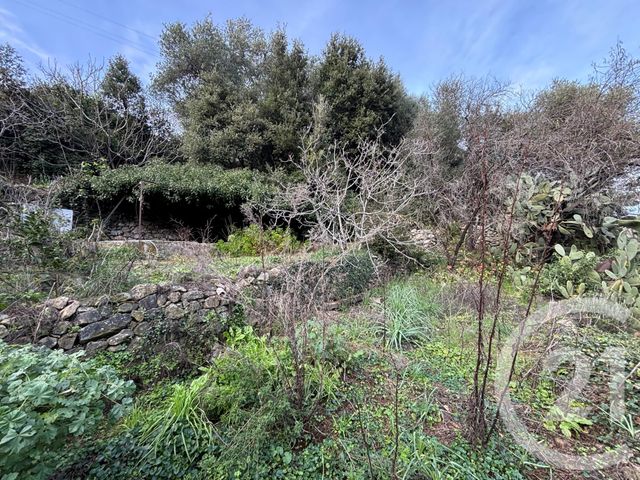 terrain à vendre - 585.0 m2 - OCCHIATANA - 202 - CORSE - Century 21 Dary Immobilier