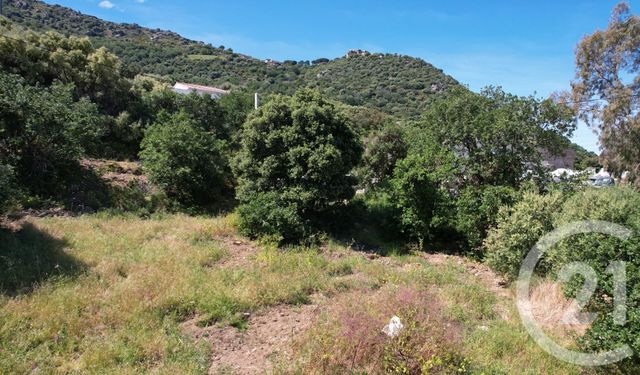 terrain à vendre - 3119.0 m2 - CORBARA - 202 - CORSE - Century 21 Dary Immobilier