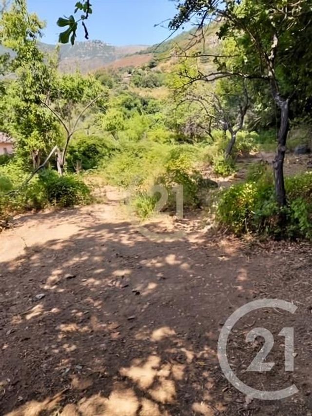 terrain à vendre - 1038.0 m2 - SCOLCA - 202 - CORSE - Century 21 Dary Immobilier