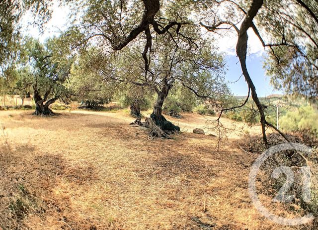 Afficher la photo en grand terrain à vendre - 2100.0 m2 - AREGNO - 20 - CORSE - Century 21 Dary Immobilier